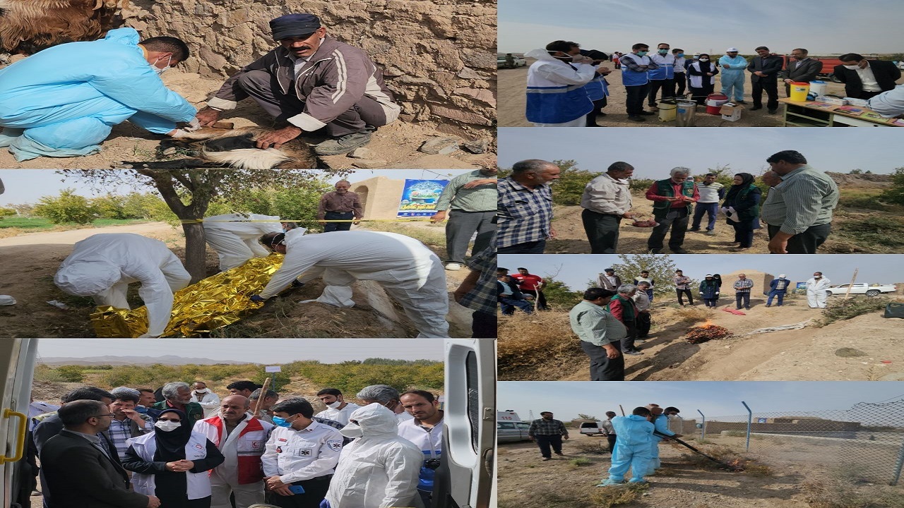 معدوم سازی ۷ راس گوسفند مبتلا به سارکوسیست در خوسف