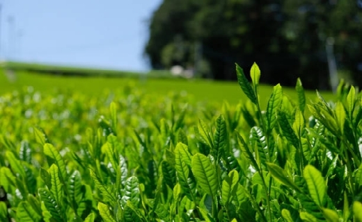 چای شمال کشور