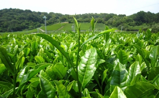 چای شمال کشور