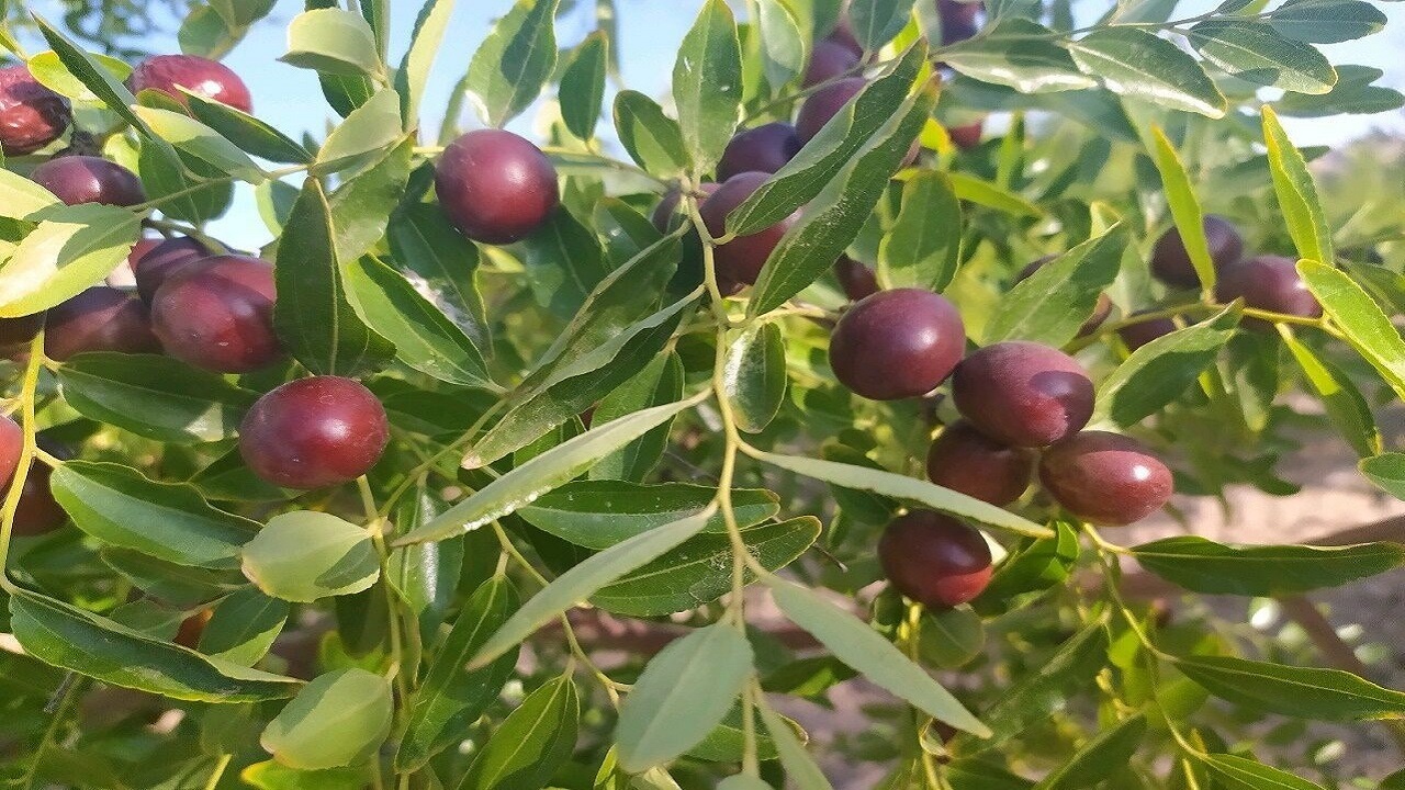 برداشت عناب در مرند