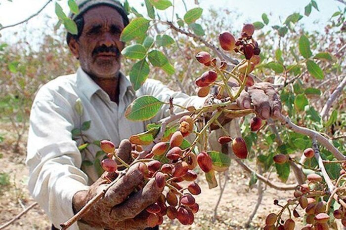 مشکلاتی که خنده را از لب پسته خراسان دور می&zwnj;کند