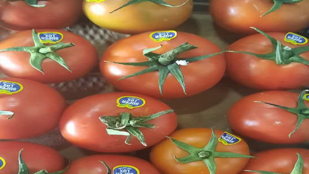 صادرات ۵۰ تن گوجه فرنگی گواهی شده از قزوین به امارات