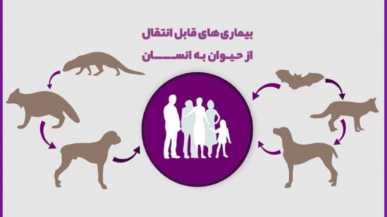 بیماری های عفونی که از دام به انسان منتقل می شوند