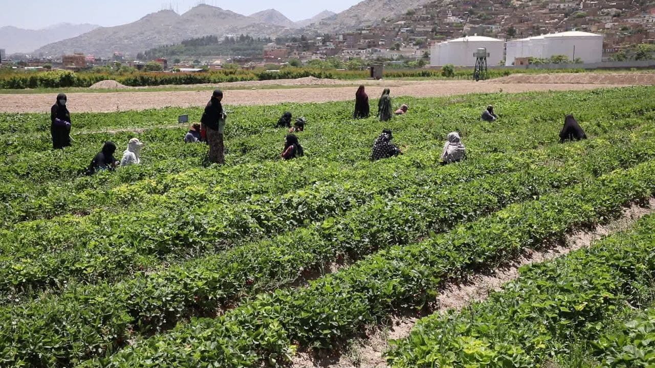 افزایش کارایی آب، هدف گذاری جهاد کشاورزی استان