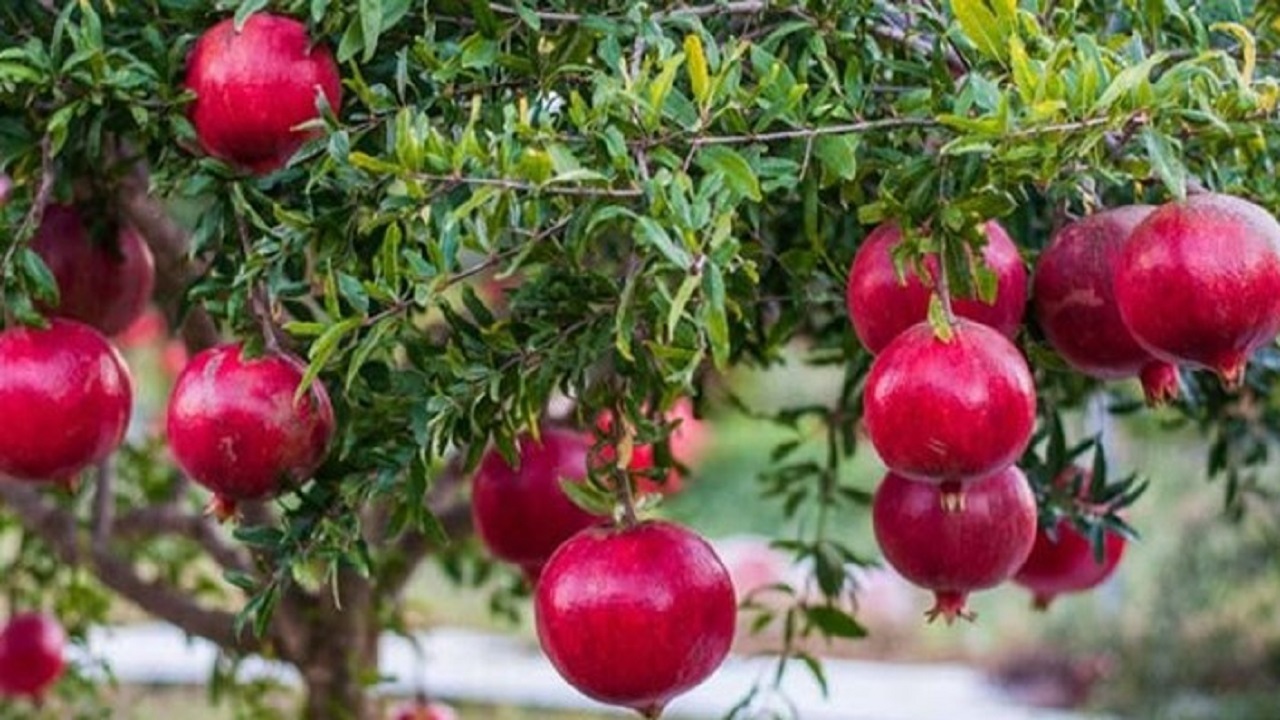 افزایش ۱۷ درصدی برداشت انار در استان اصفهان