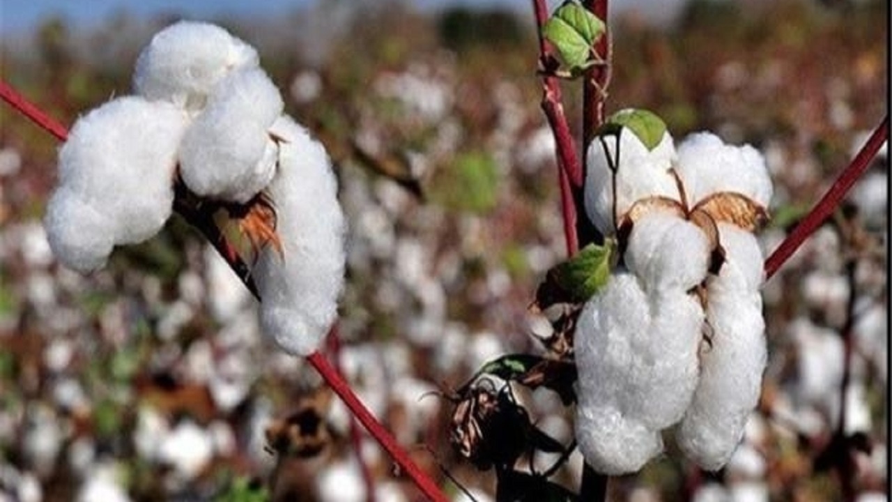 آغاز برداشت طلای سفید از مزارع سرایان