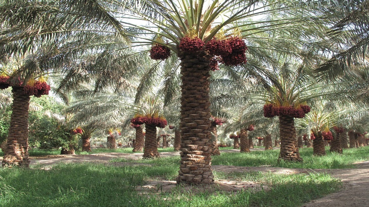 ۱۰۰ هزار هکتار از باغات سیستان و بلوچستان شناسنامه دار می‌شوند