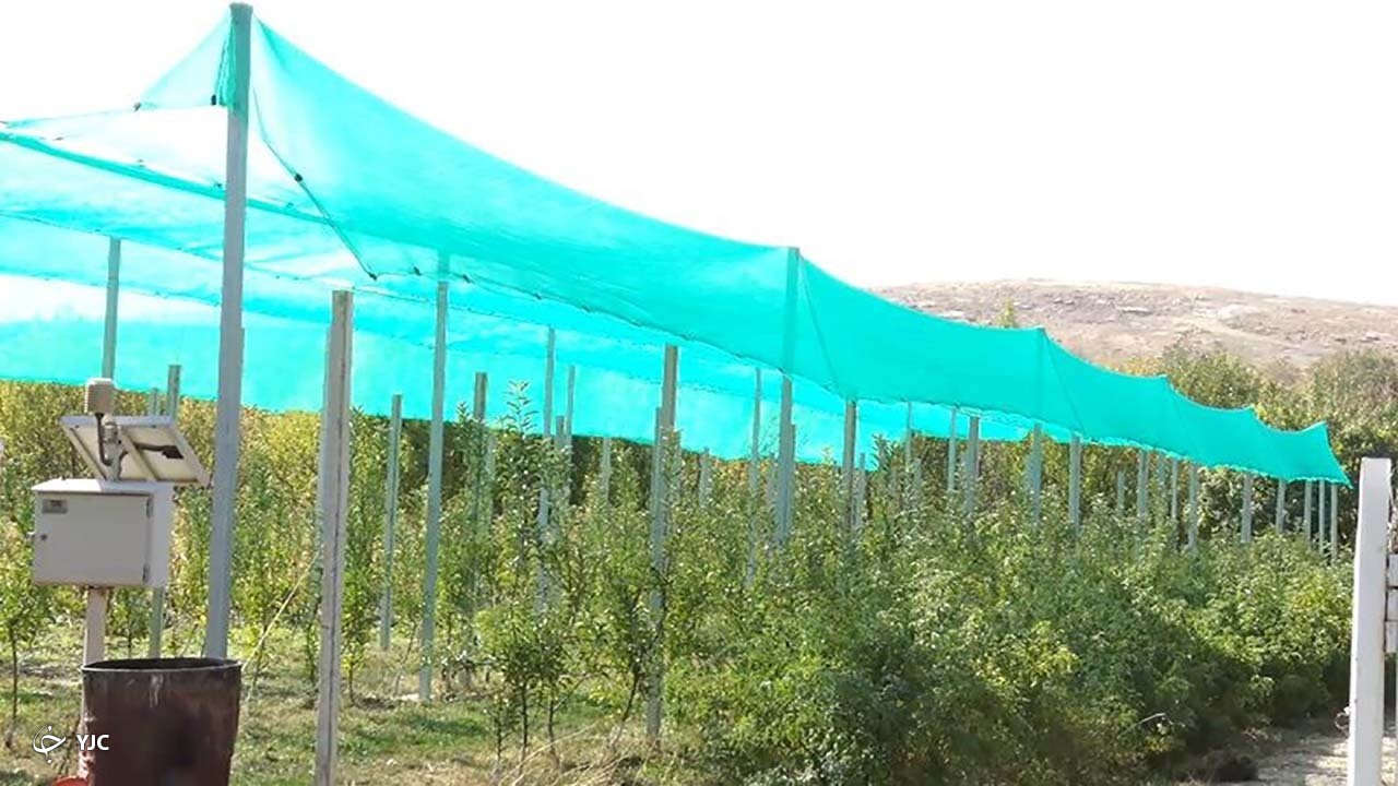 باغداران مهابادی در طرح اصلاح الگوی کشت پیشتاز شدند