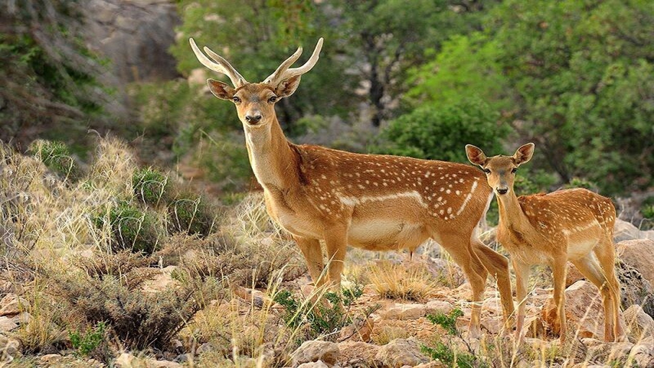 انتقال ۲۰ راس گوزن زرد سایت ایلام به خوزستان آغاز شد