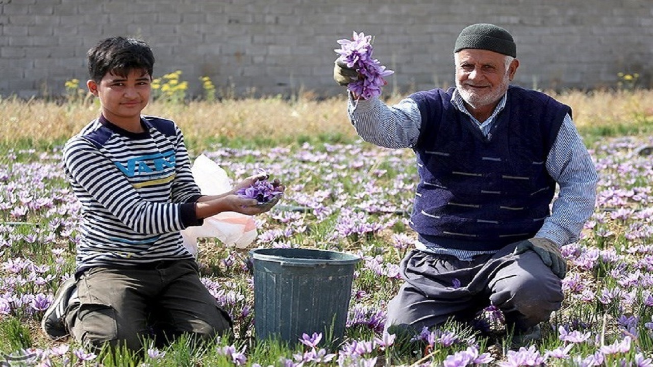 مشکلات زعفران‌کاران خراسان رضوی