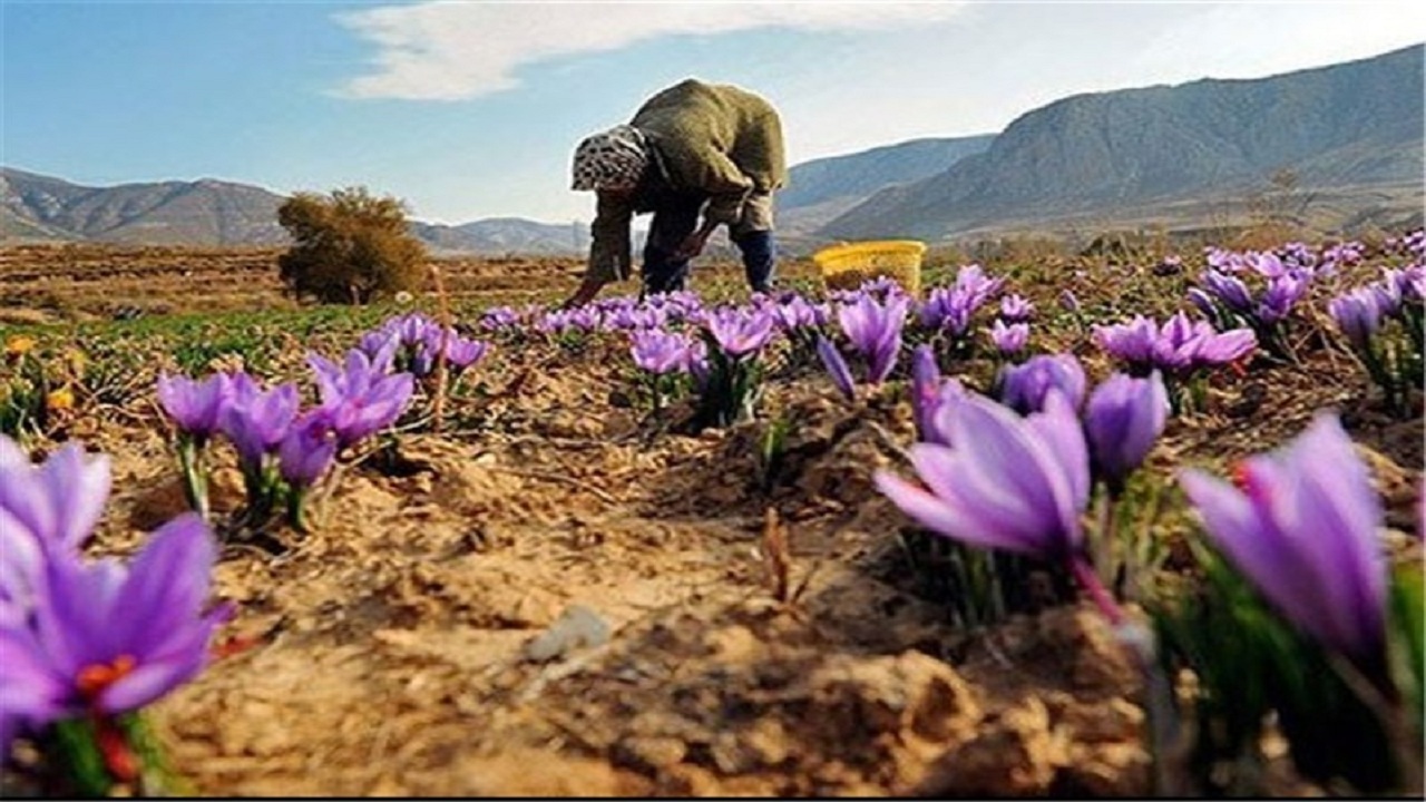 خسارت بارندگی‌های اخیر به زعفران کاران گلستانی/ کاهش ۲۰ درصدی تولید
