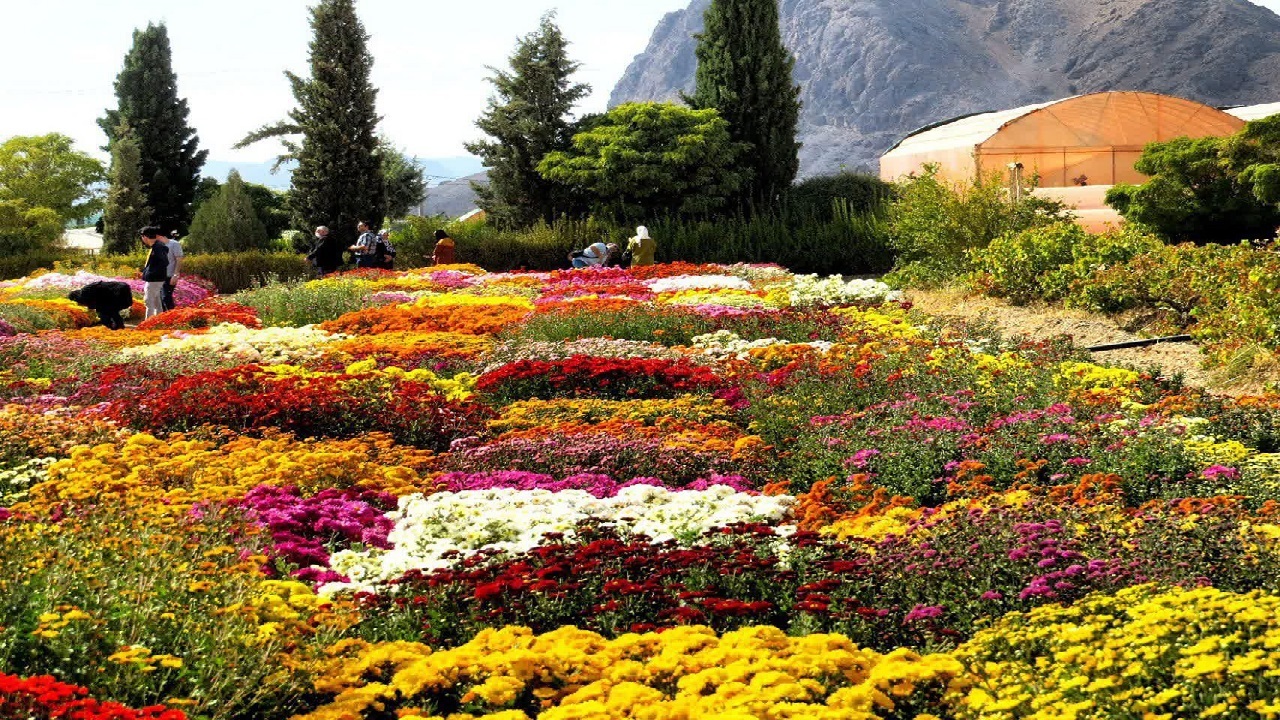 اختتامیه نمایشگاه گل‌های داودی محلات