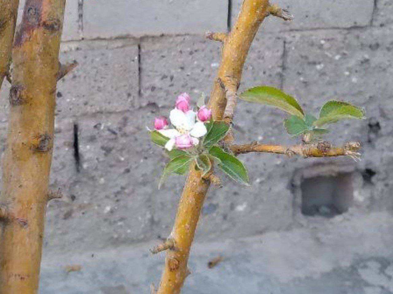 نمایی از شکوفه درختان سیب به وقت پاییز + فیلم