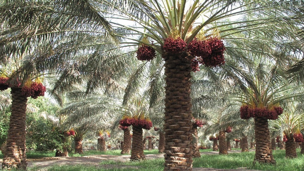 هویت دار شدن باغات سیستان و بلوچستان