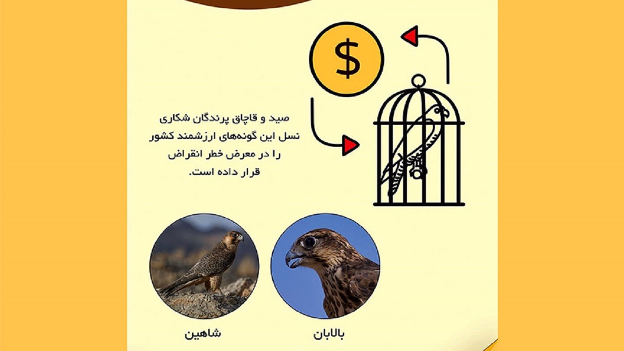 تبلیغات محیطی برای پیشگیری از قاچاق پرندگان شکاری در پایانه‌های چهارمحال و بختیاری