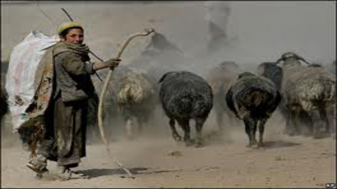 ۶۵ هزار کارگر را به خارج از افغانستان می فرستیم