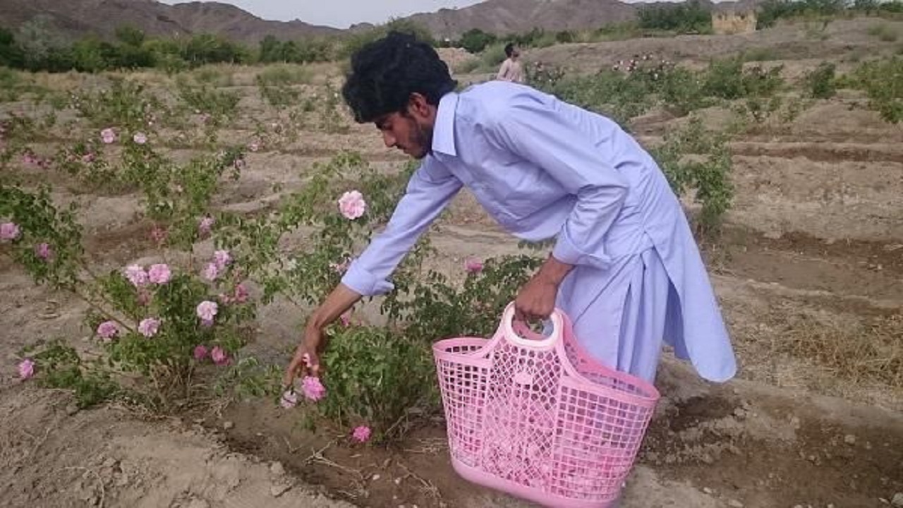 کشت اولین بوته های گل محمدی در سیب و سوران