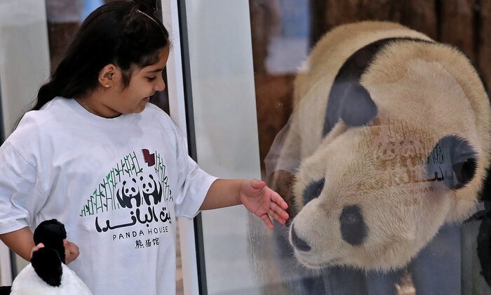 پاندا قطر