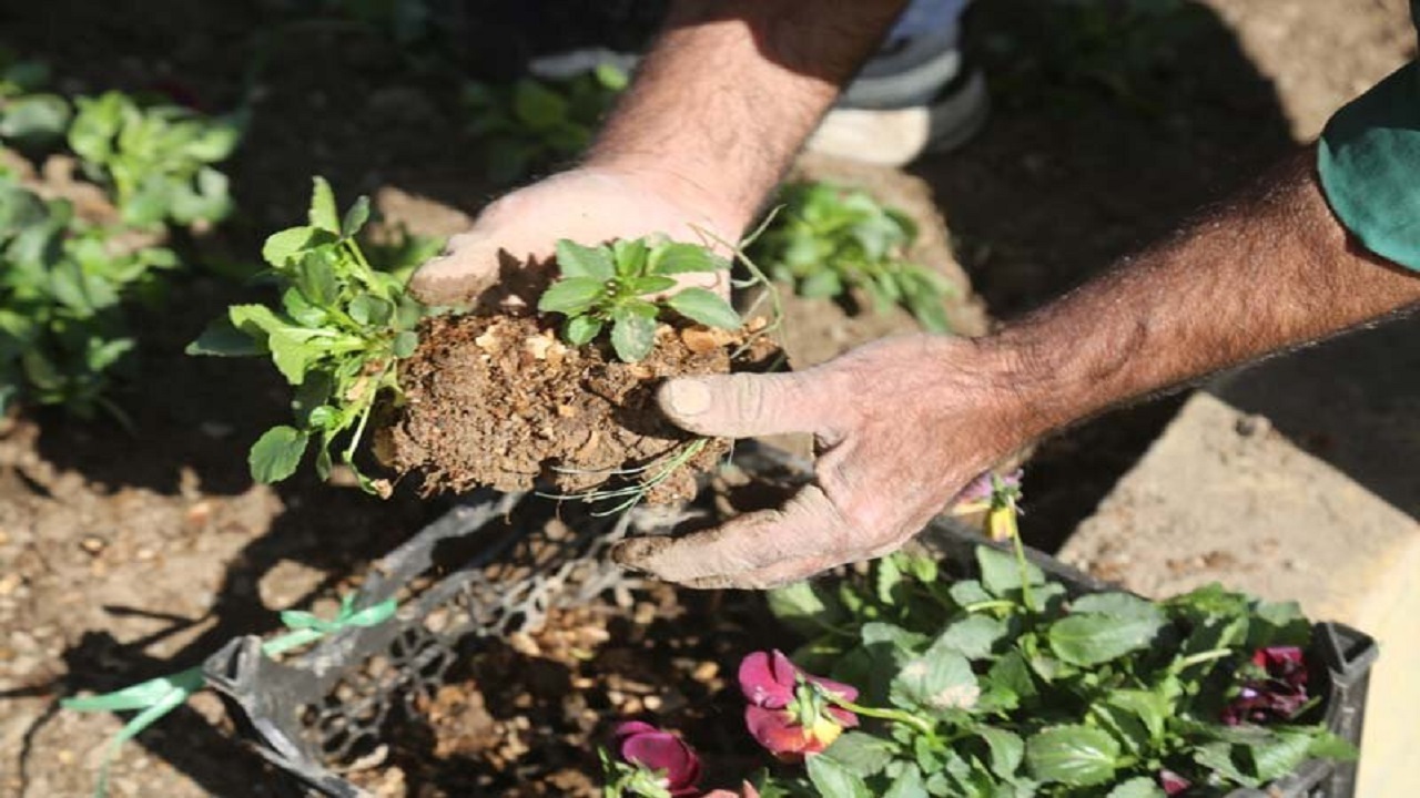 بنفشه باران در گلدان پاییزی شهر کرج