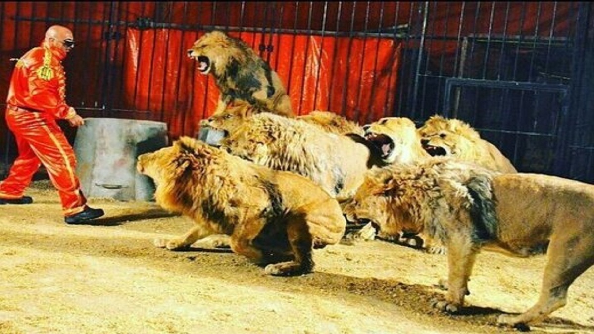 حمل لاشه پلنگ توسط کروکدیل + فیلم