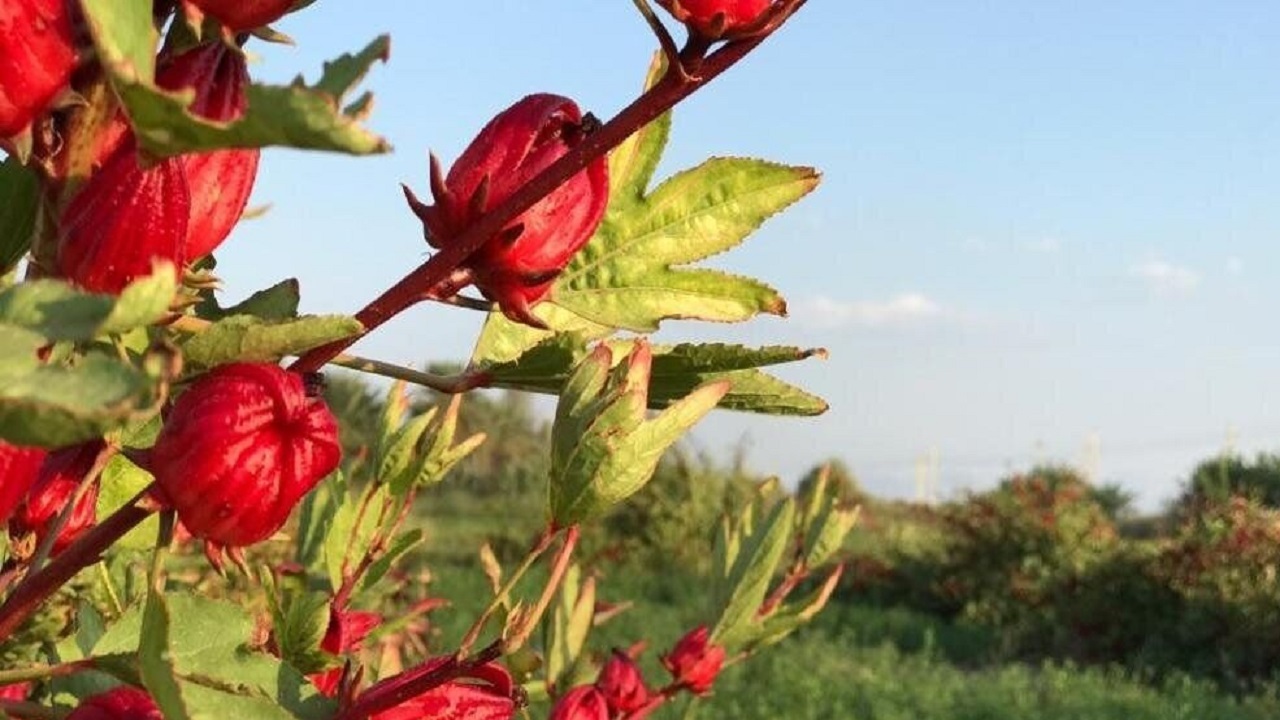برداشت محصول چای ترش در فنوج سیستان و بلوچستان آغاز شد