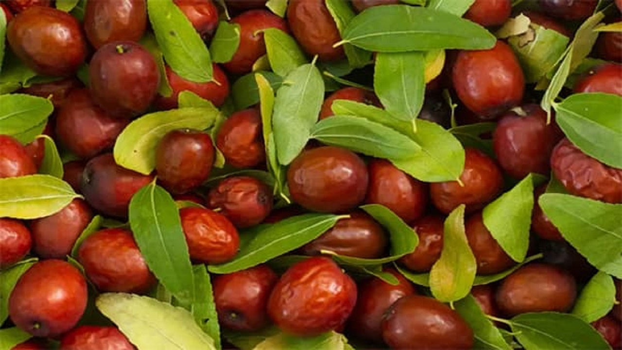 چشم بسته سرمایه گذاران روی اقتصاد دانش بنیان عناب