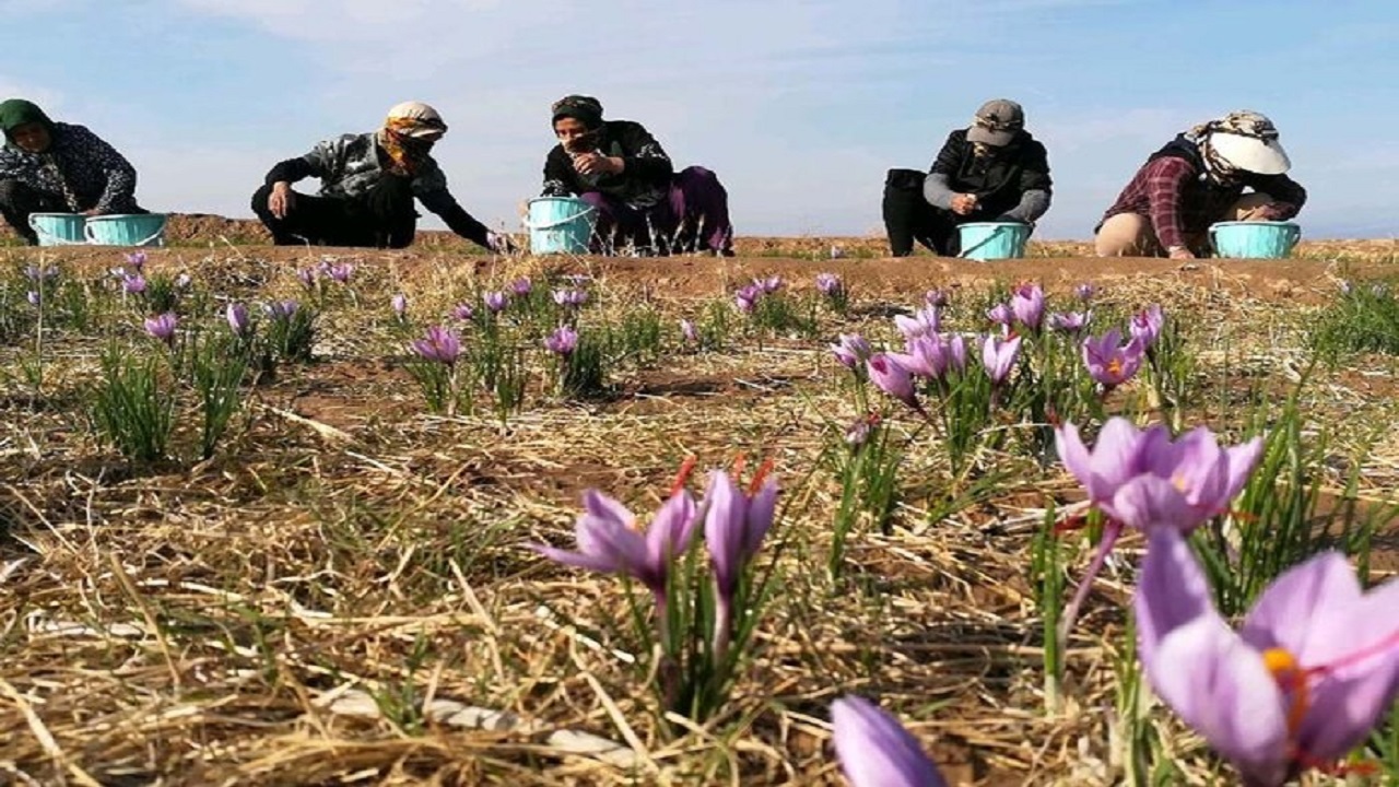آغاز برداشت زعفران از مزارع آذربایجان غربی
