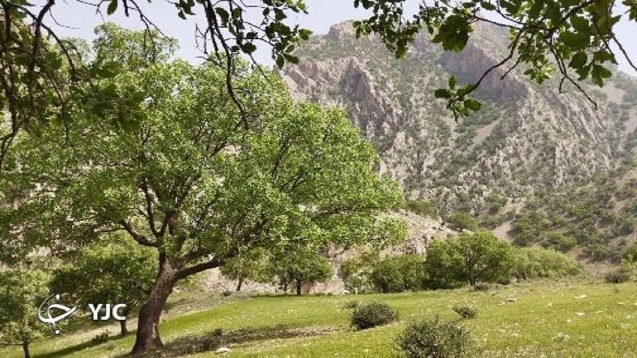 حفاظت از جنگل‌های زاگرس در مقابل آتش