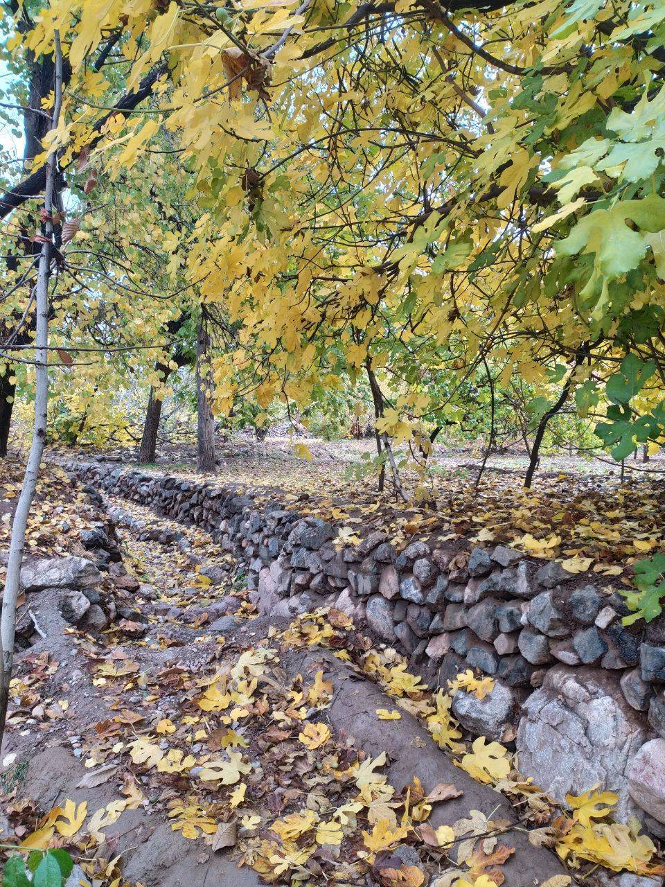 نمایی از طبیعت پاییزی روستای داوران + تصاویر