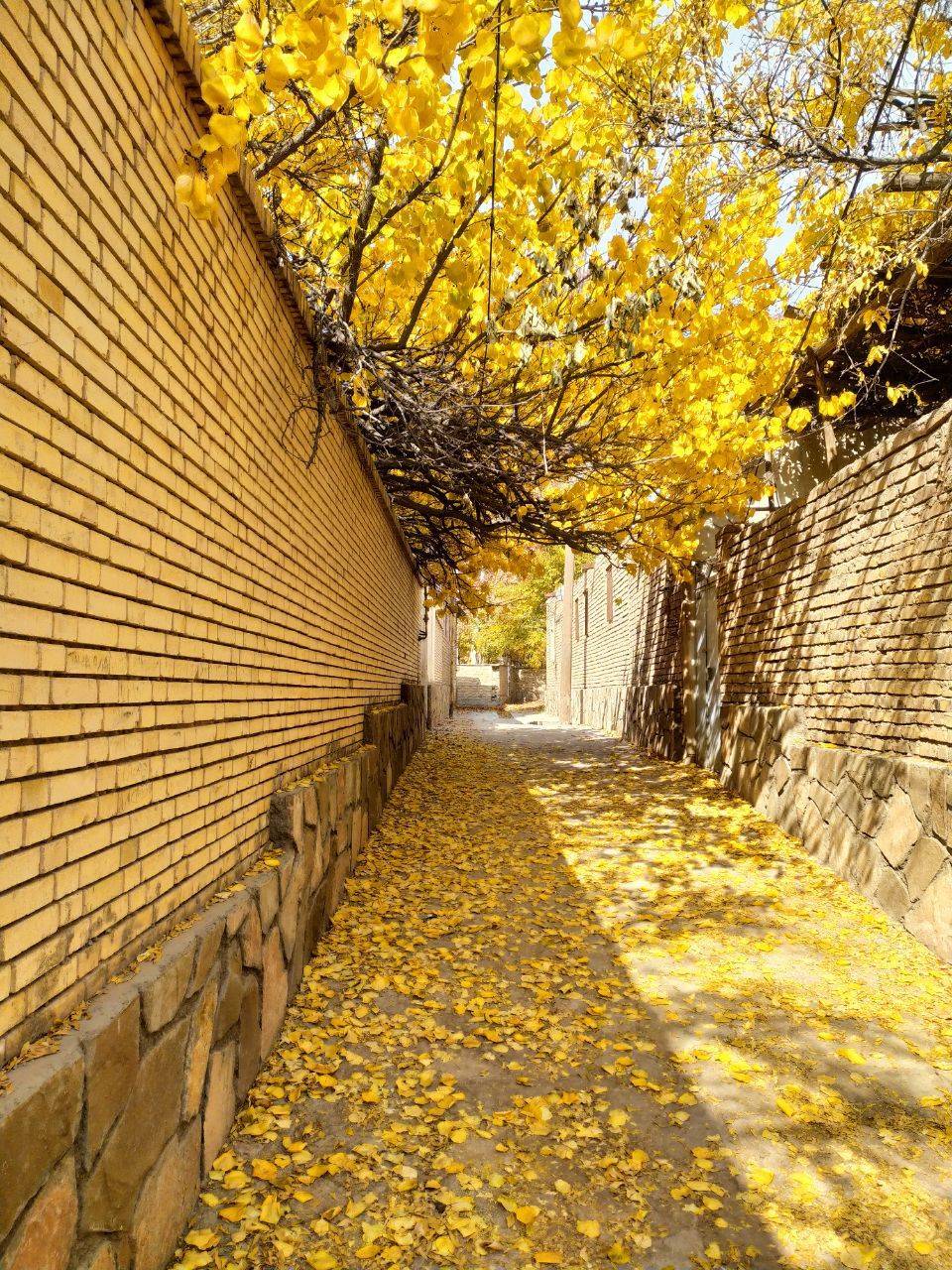 نمایی از طبیعت پاییزی روستای داوران + تصاویر