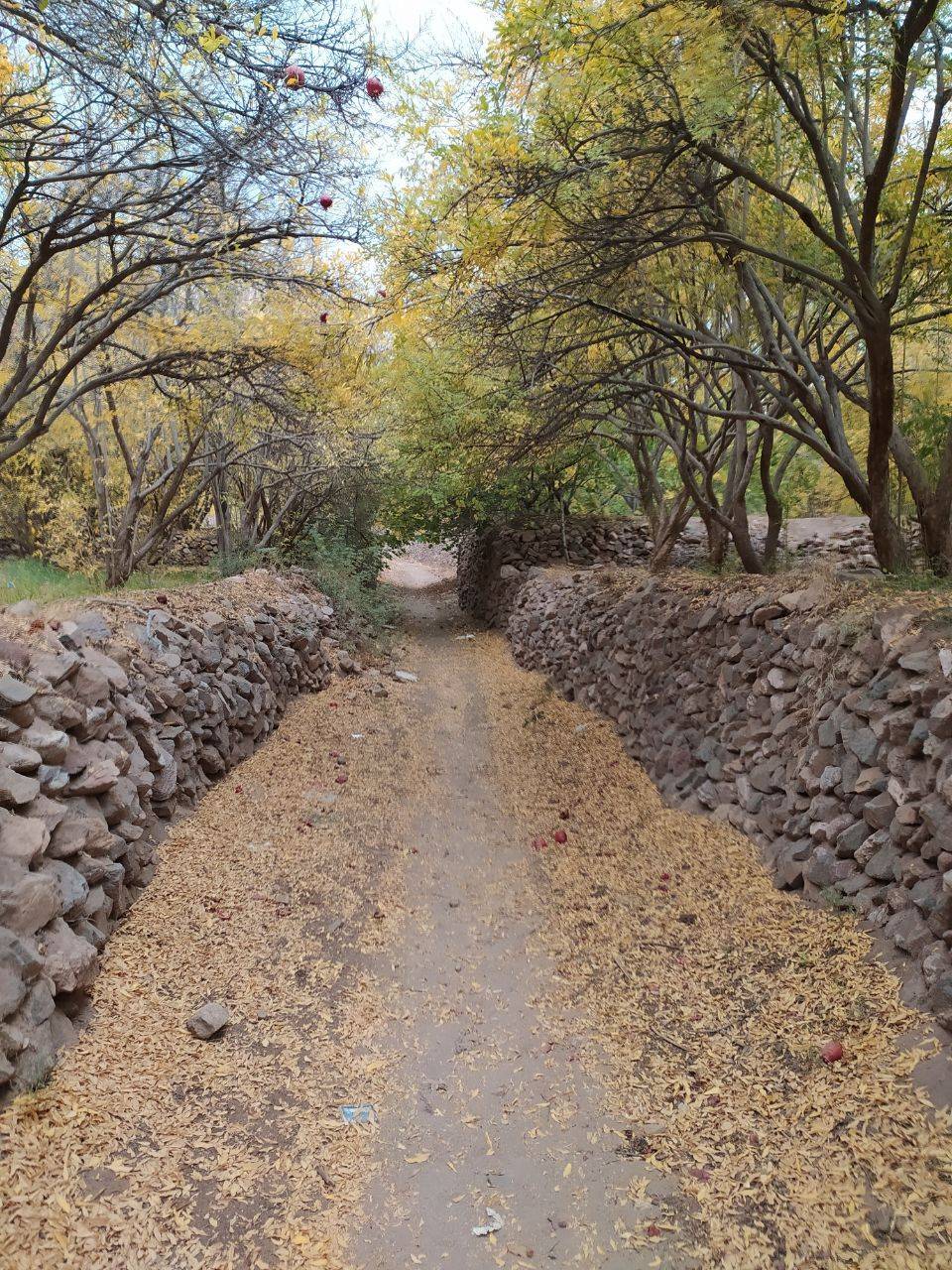 نمایی از طبیعت پاییزی روستای داوران + تصاویر