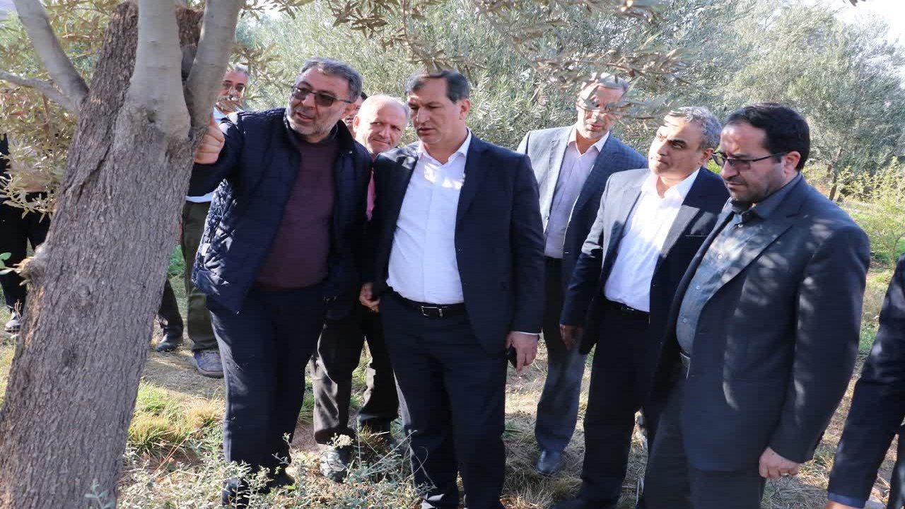 بازجوانسازی درختان قدیمی زیتون در طارم سفلی