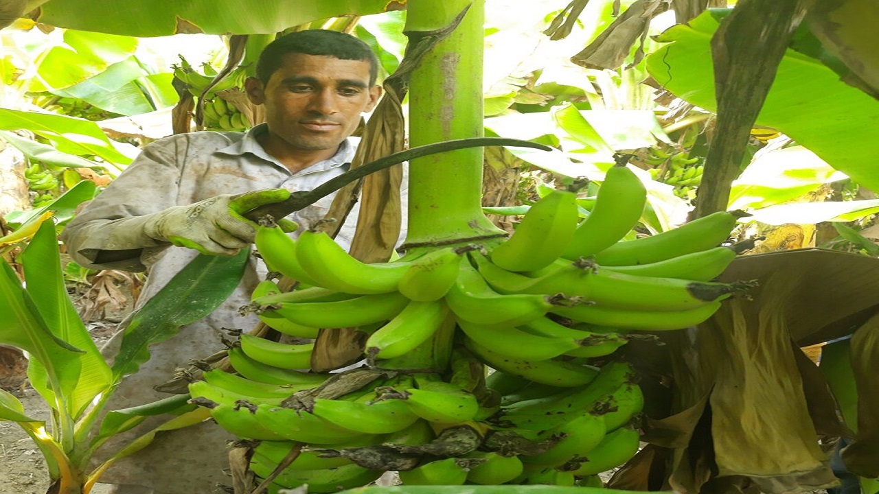 برداشت موز در سیستان و بلوچستان از مرز ۱۲۵ هزار تن فراتر رفت