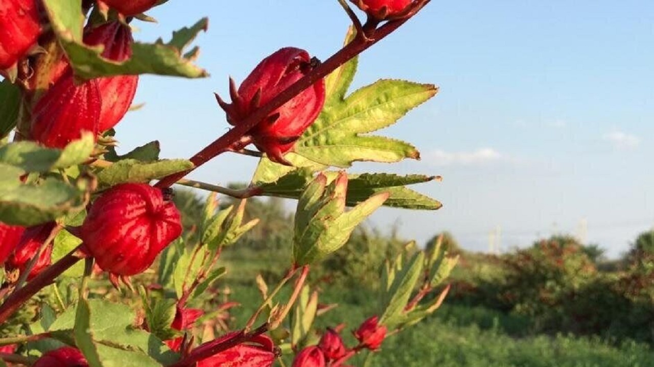 برداشت چای ترش در سیستان و بلوچستان آغاز شد