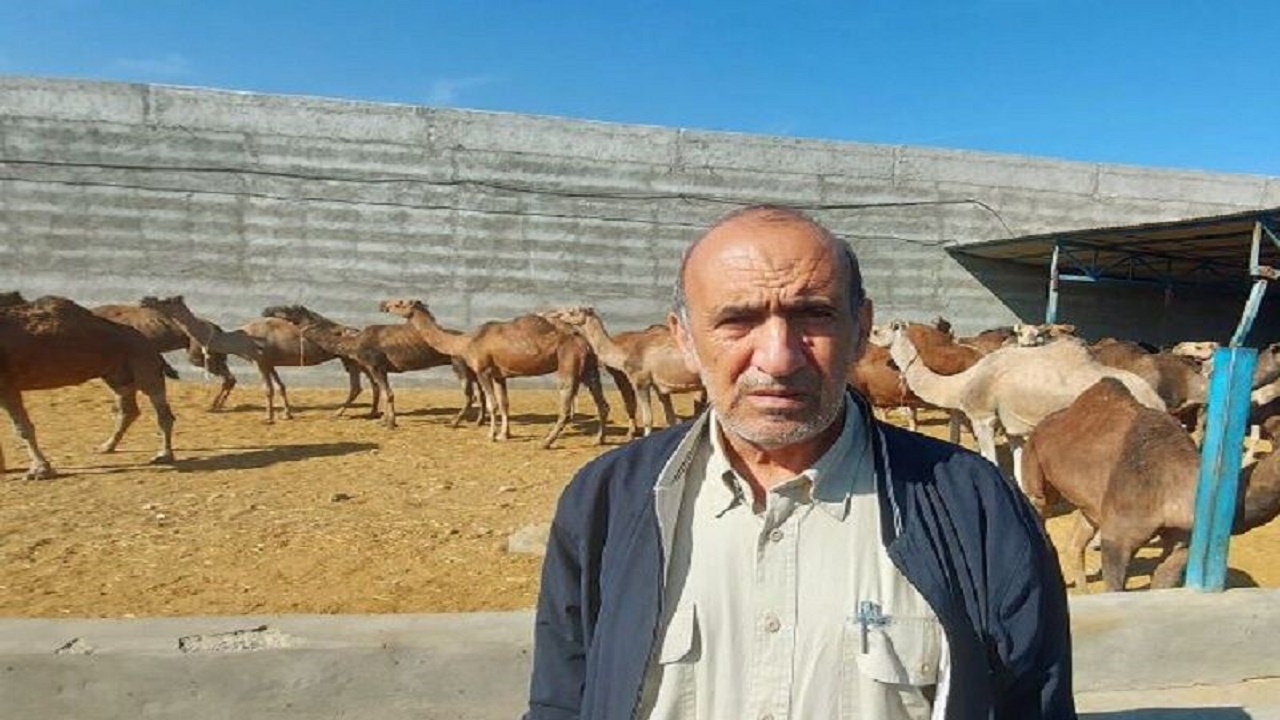 ۷۰ واحد صنعتی پرورش شتر در سیستان و بلوچستان فعال است