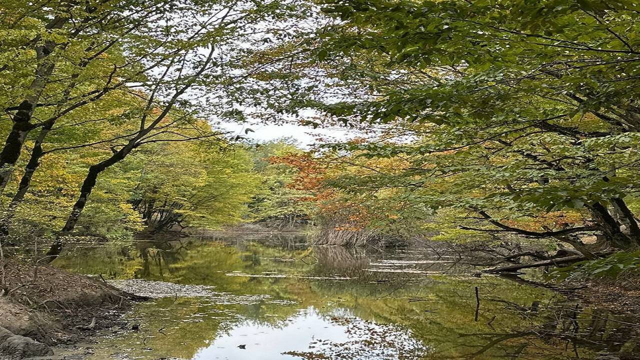 نمایی از طبیعت پاییزی تالاب گول شقلی آباد فارسیان +فیلم