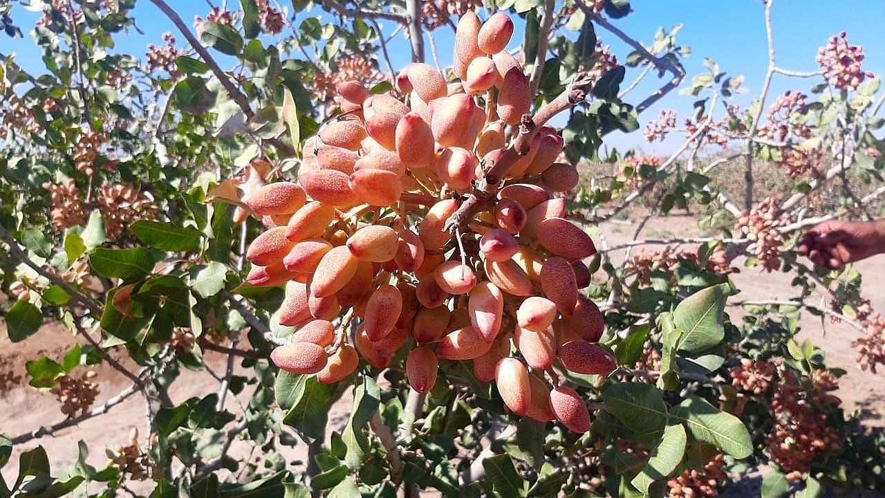 پسته، محصول گرانی که ارزان از دست می‌دهیم