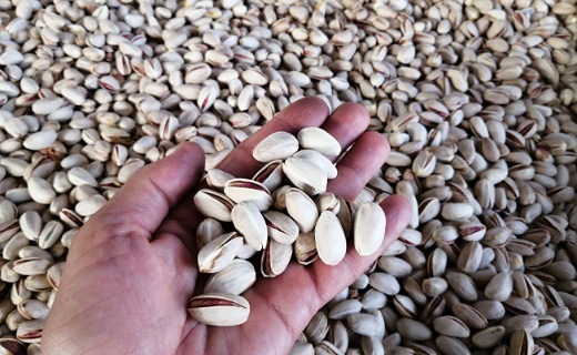 پسته، محصول گرانی که ارزان از دست می&zwnj;دهیم