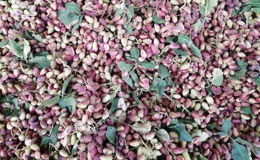 پسته، محصول گرانی که ارزان از دست می&zwnj;دهیم