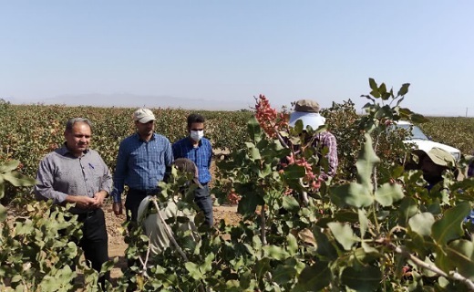 پسته، محصول گرانی که ارزان از دست می&zwnj;دهیم