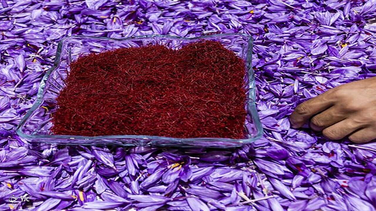 ۲ هکتار مزرعه زعفران در مهاباد به ثمر رسیده است
