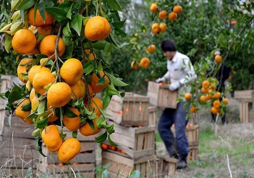 نارنگی