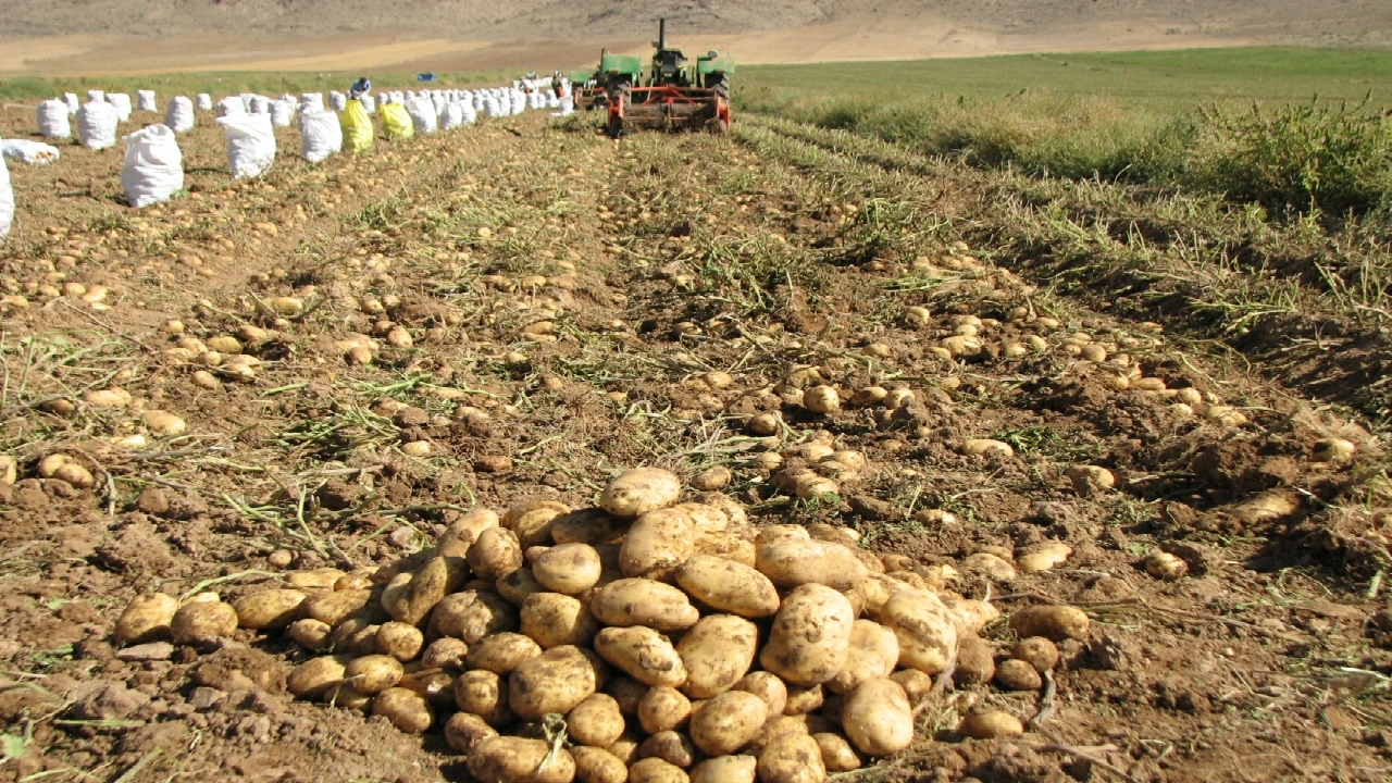 آغاز برداشت محصول سیب زمینی از مزارع شهرستان آوج