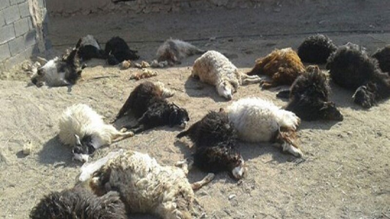 برخورد خودرو با گله گوسفند در تفرش
