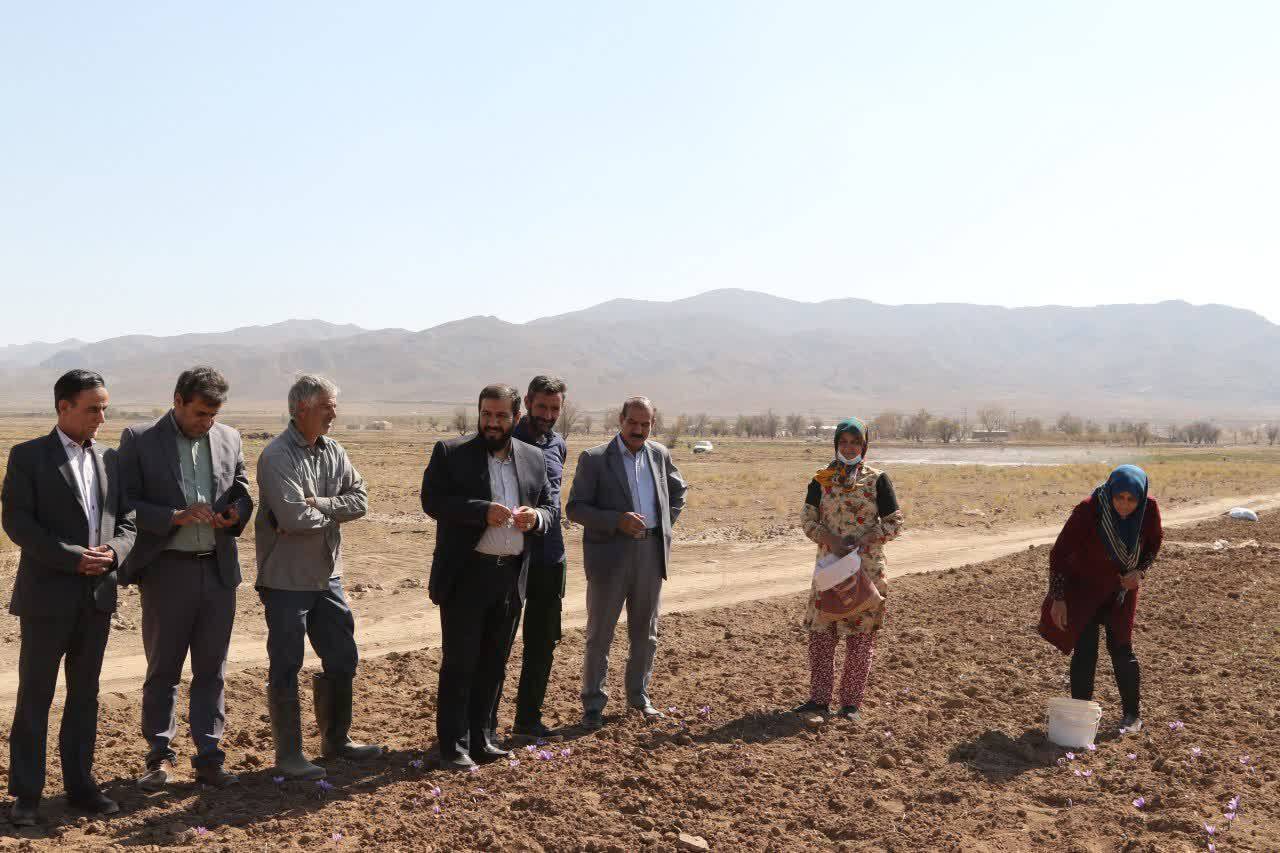 بازدید میدانی فرماندار از محل برگزاری جشنواره‌ی زعفران دشتخاک