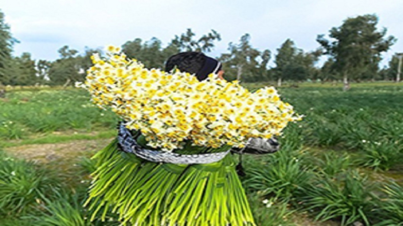 تولید ۴۴۲ نوع محصول کشاورزی در ایران