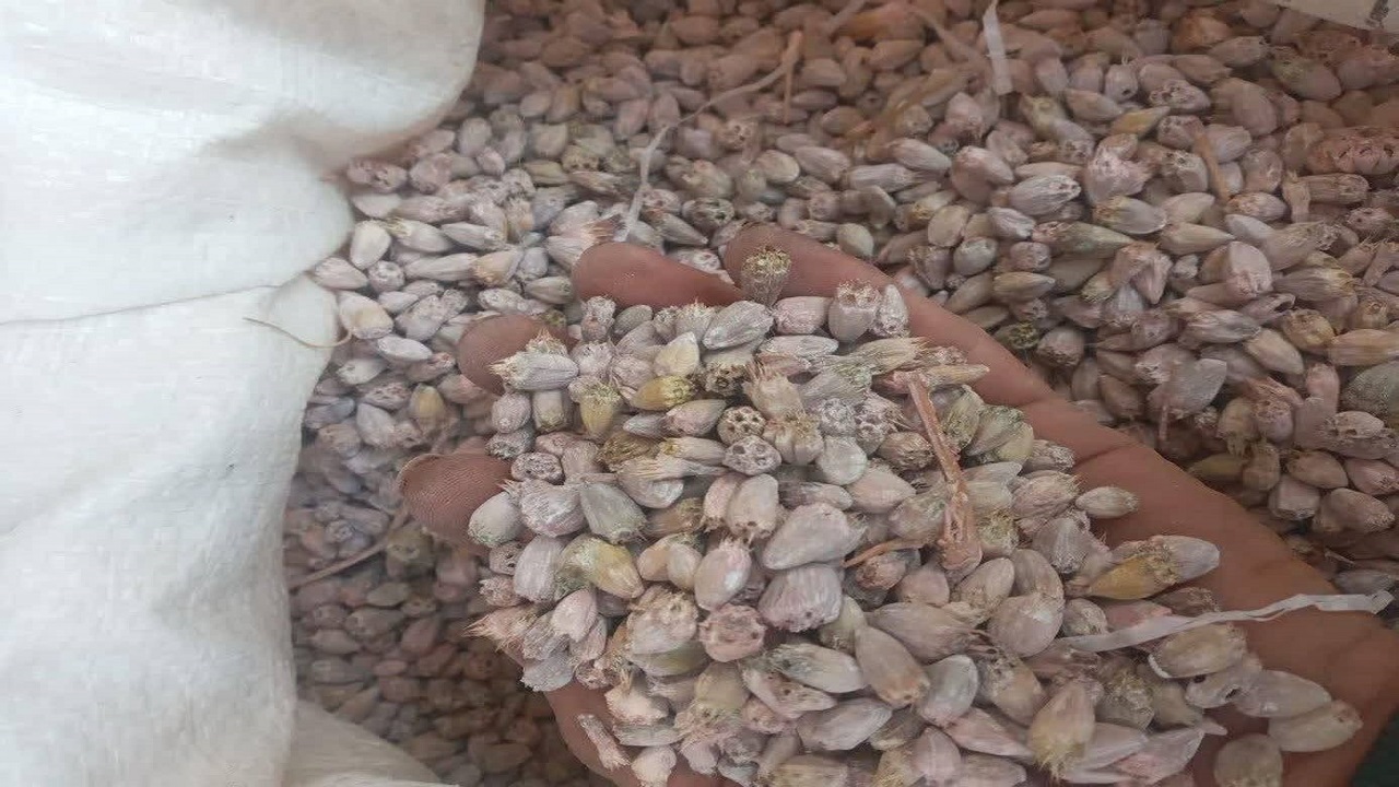 کشت کنگر خوراکی برای اولین بار در چهارمحال و بختیاری