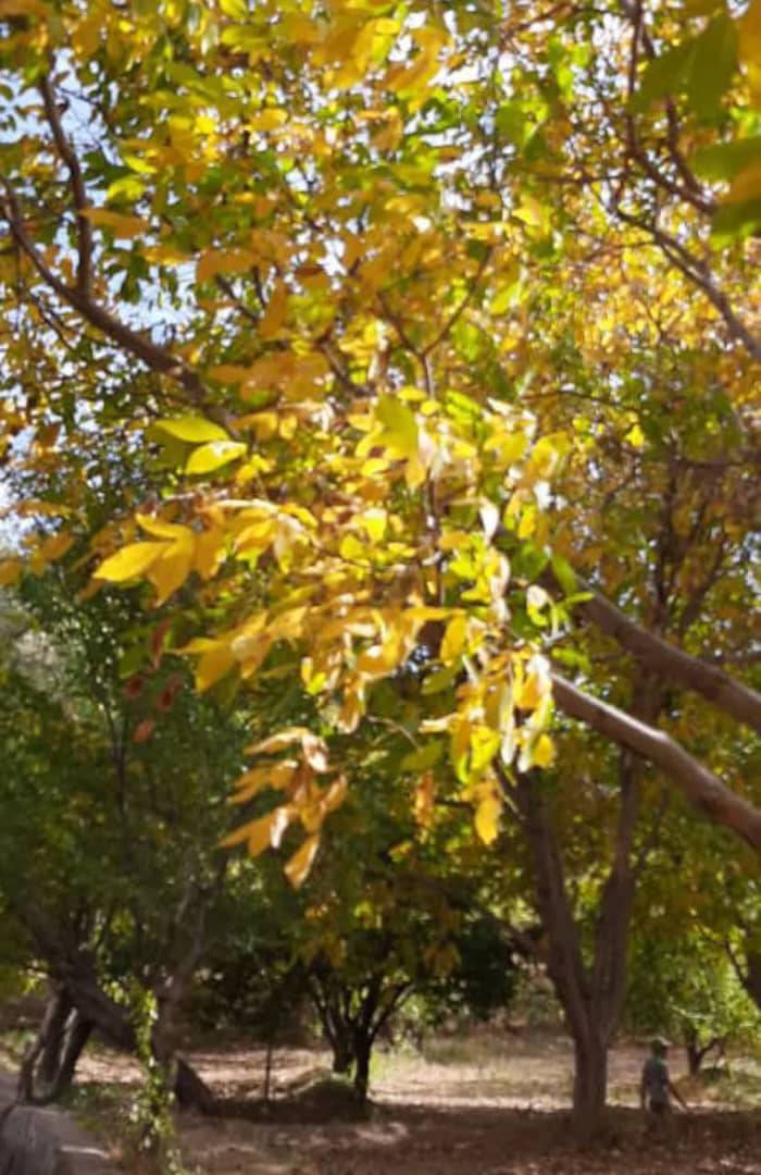 پاییز هزار رنگ این بار در روستای جوشقان + تصاویر