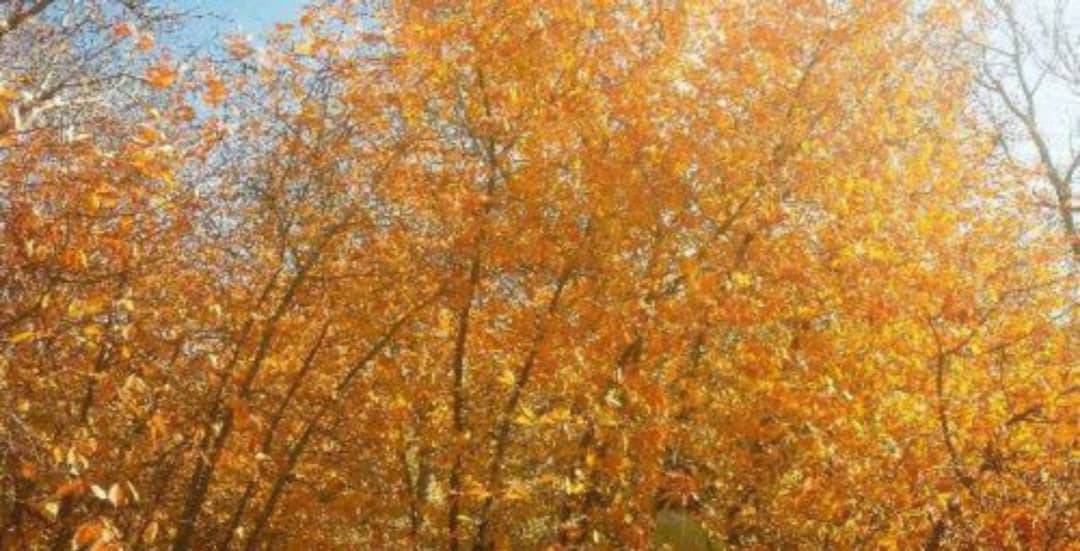 پاییز هزار رنگ این بار در روستای جوشقان + تصاویر