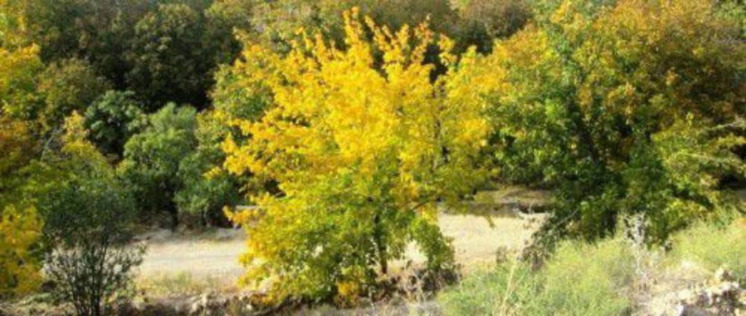 پاییز هزار رنگ این بار در روستای جوشقان + تصاویر